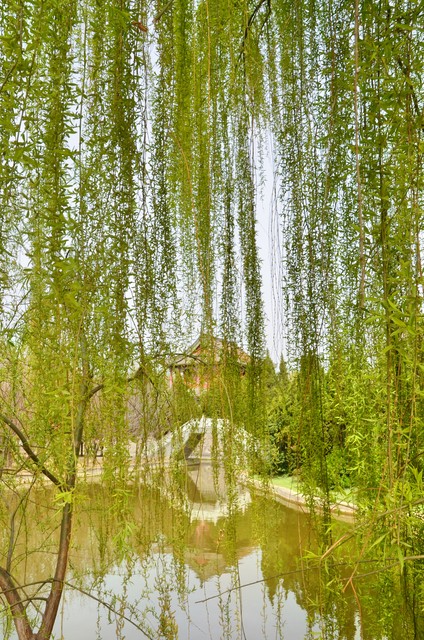 咏柳唐贺知章的古诗,咏柳贺知章教学实录