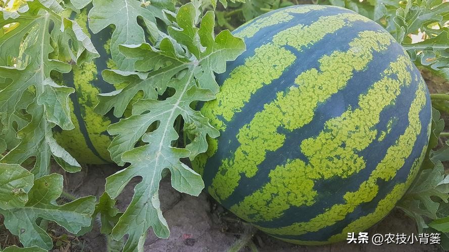 西瓜怎么种植才能高产一点,西瓜有哪些种植管理技巧