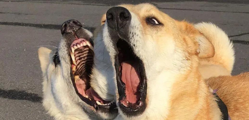 狗狗交配期间，千万不能打断它们，后果你想象不到