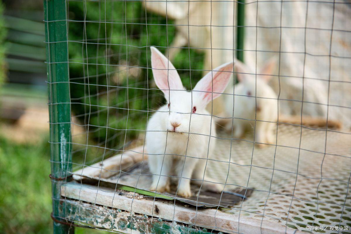 两个月大的兔兔要注意什么,怎么样的兔兔比较容易存活
