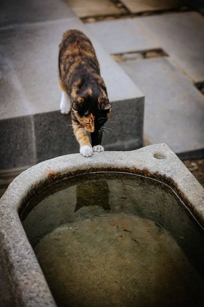 猫掉缸里怎么办,猫咪老是掉缸怎么办