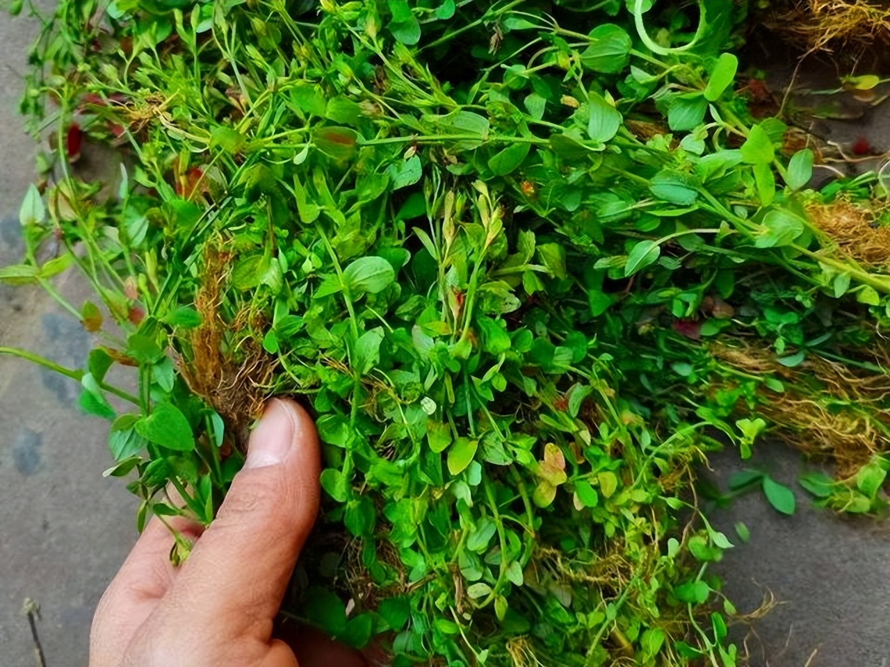 田基黄别名与图片,田基黄有哪几种图片