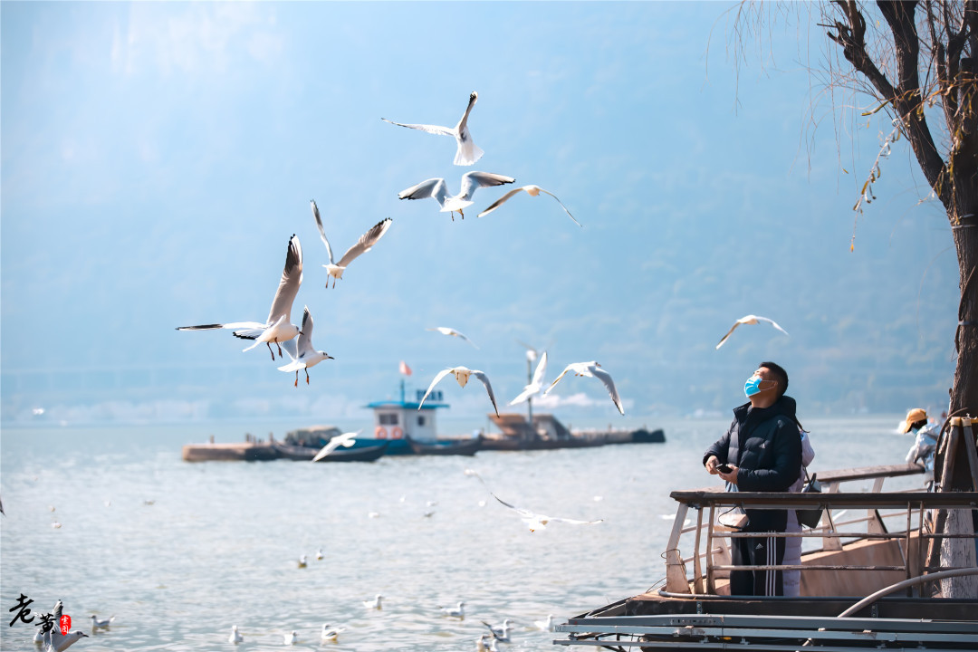 昆明滇池边海鸥图片,冬季来昆明海埂大坝看海鸥太美了