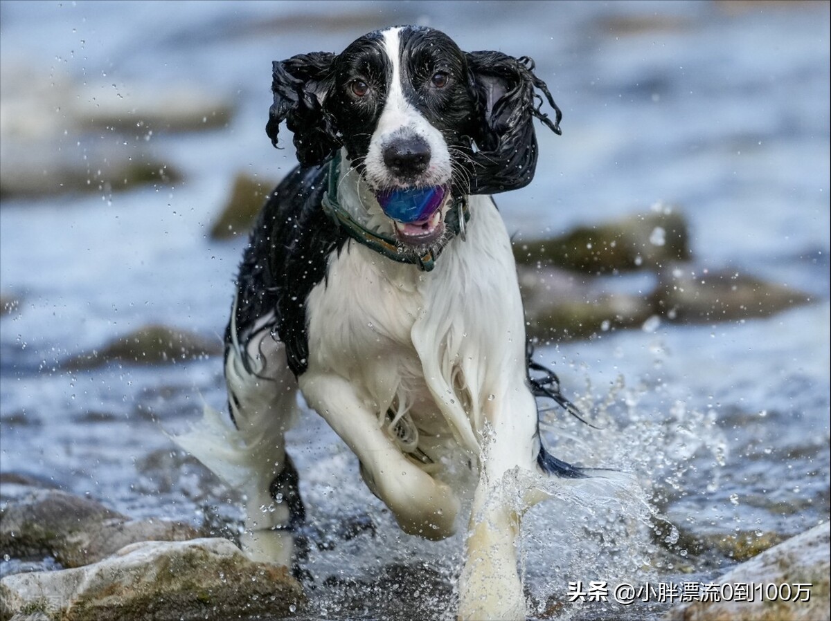 宠物市场最近有什么动态营销,目前宠物市场现状如何开拓