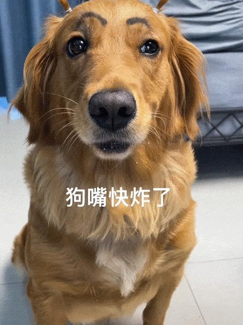 最可爱的萌宠排行榜,萌宠可爱程度排行榜