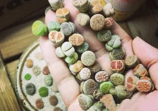 中国游客去非洲，想捡满地的“玉石”，却被导游极力劝阻