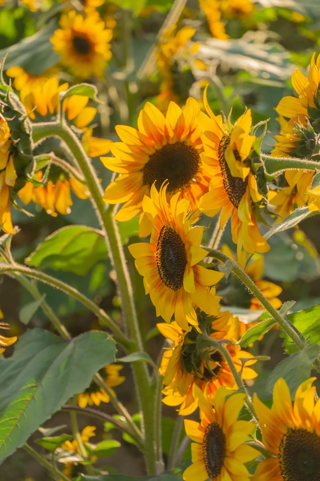 中国味儿,恰似那把瓜子