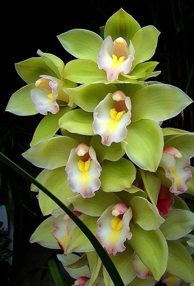 最美的100种兰花图片,欣赏一下最美的兰花