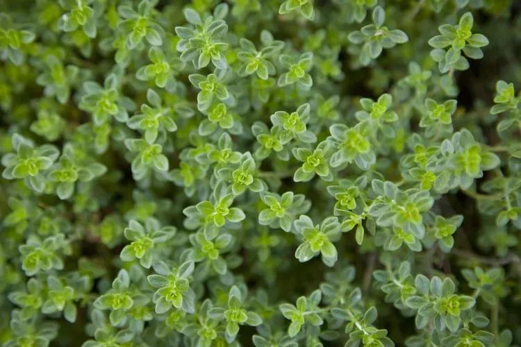 哪种食虫植物吸引苍蝇,什么植物可以驱逐蠓虫