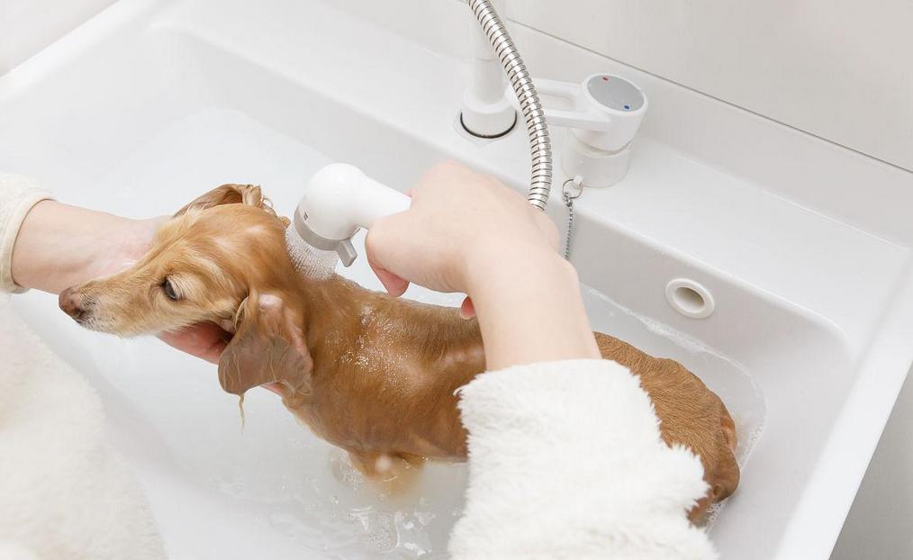 夏季养宠护理知识,夏季养宠注意事项