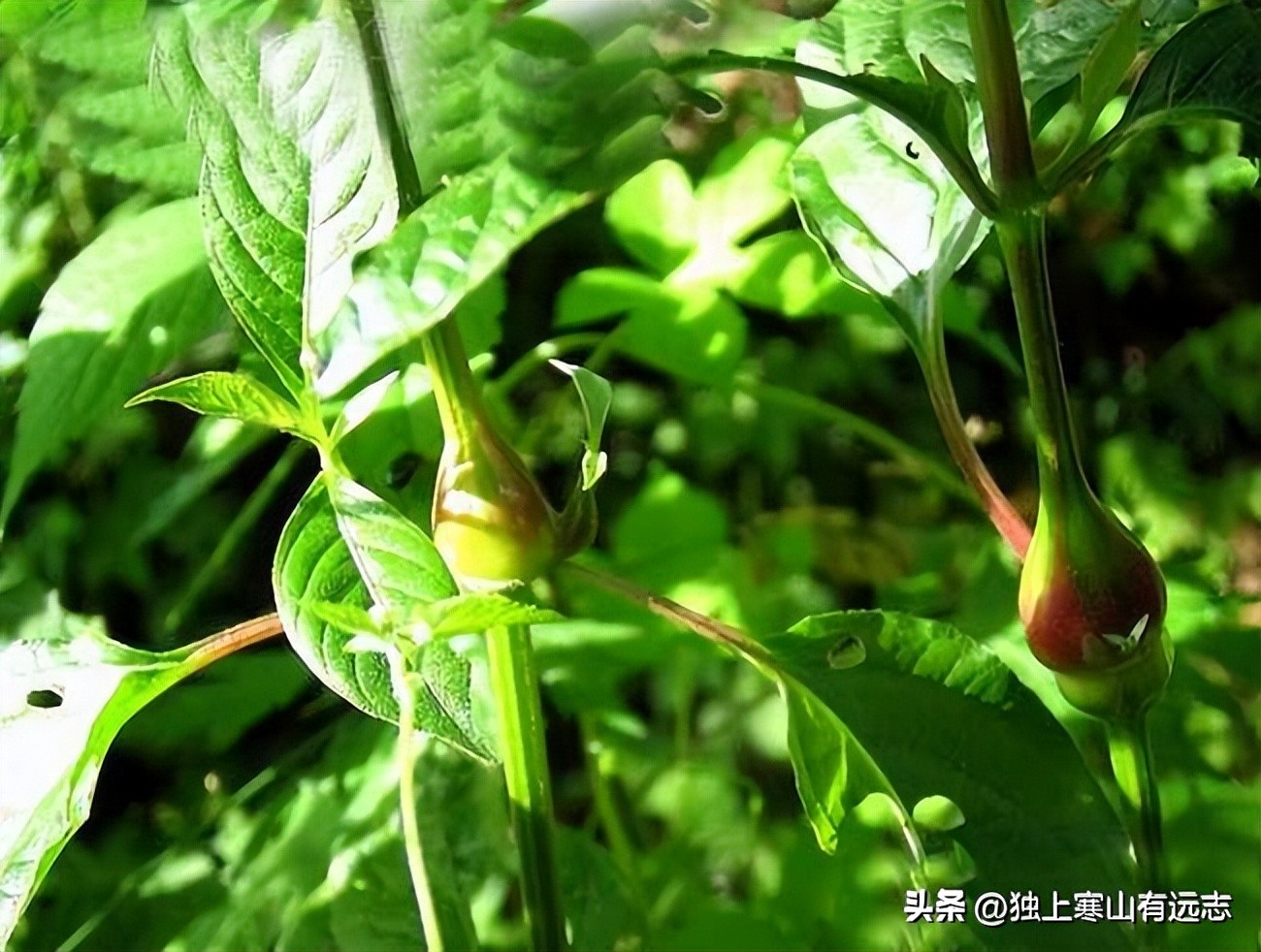 补肝肾强筋骨含杜仲牛膝的中成药,中药牛膝的归经和功效