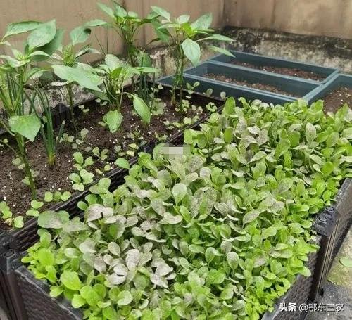 菜地里的菜生虫子有什么方法除掉,菜园上了农家肥生虫子怎么办