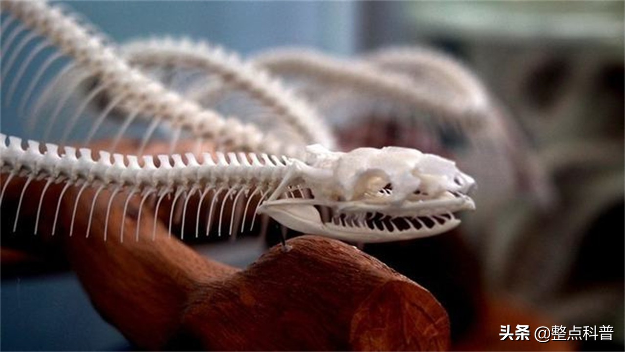 蛇记仇吗,蛇记仇报复人真的吗