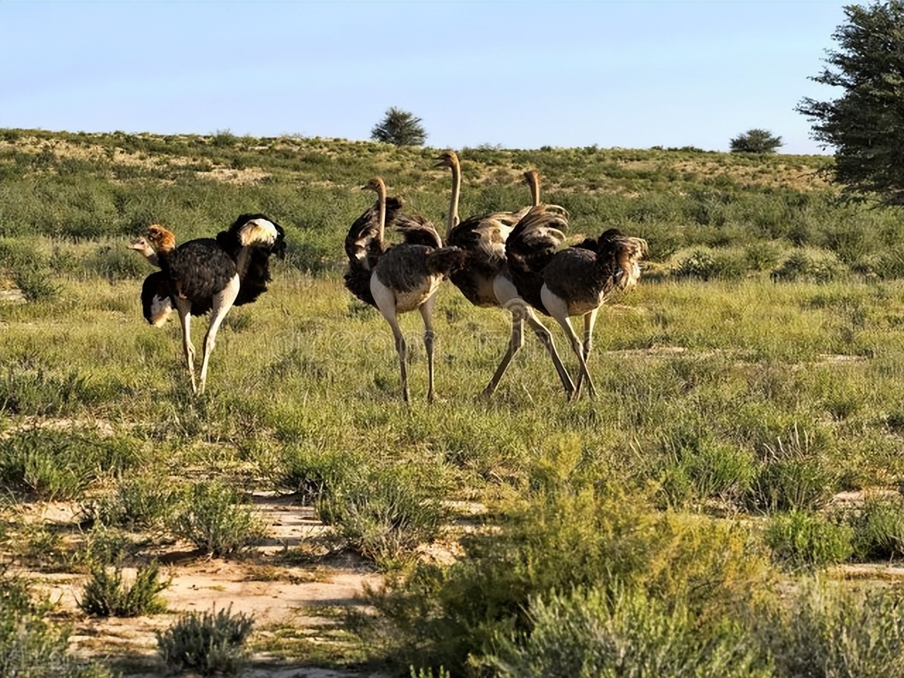 楦甸笩涓庡叾浠栧姩鐗╃殑鎴樻枟,楦甸笩涓庝汉鎼忔枟