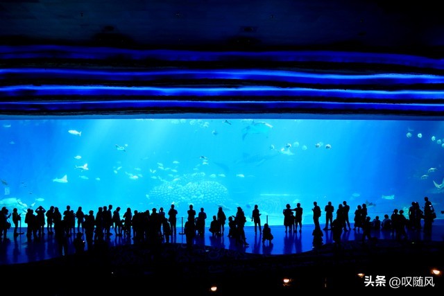 长隆海洋王国烟花,长隆海洋王国鲸鲨死亡