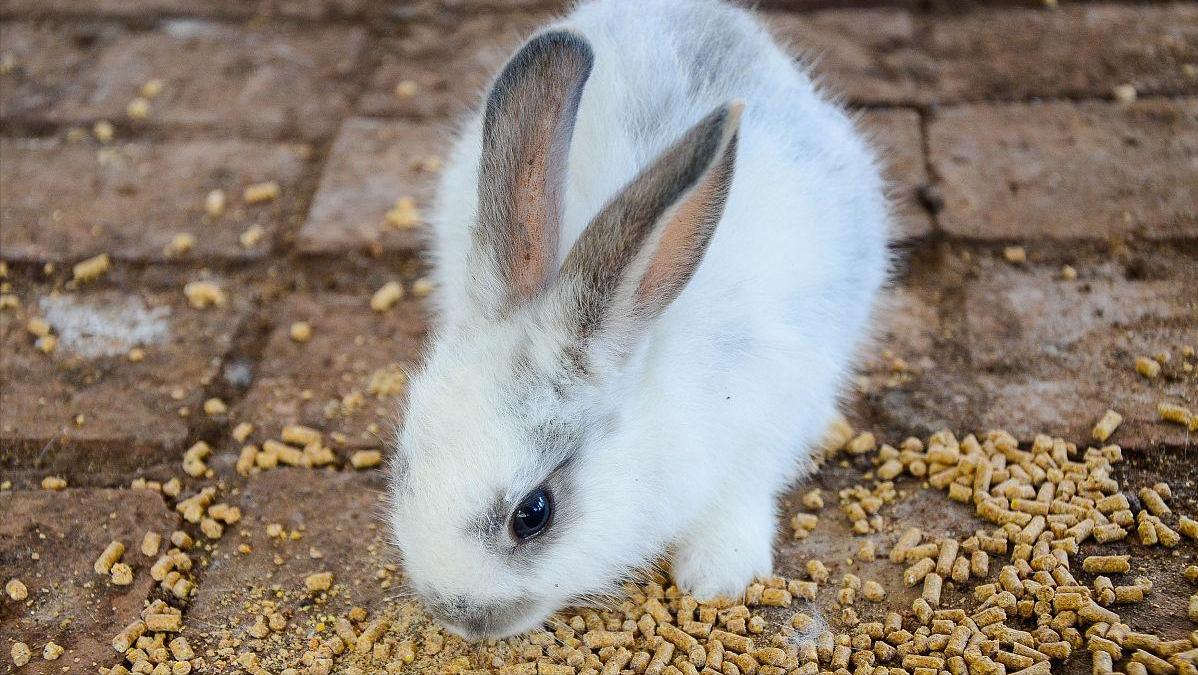 养兔技术与兔疾病防治的关系,养兔生病的症状