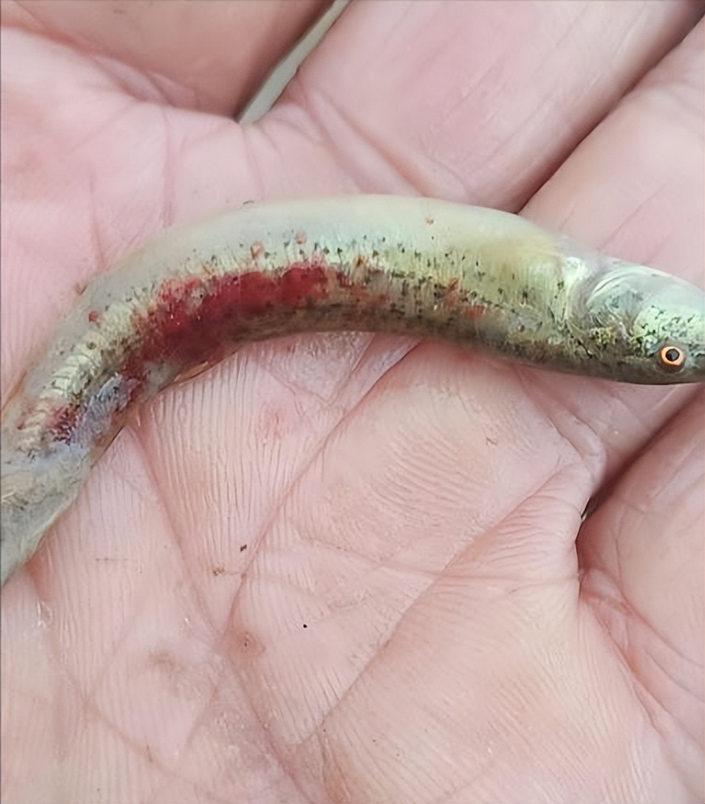 泥鳅养殖病害防治方案,养殖泥鳅易出现的病害