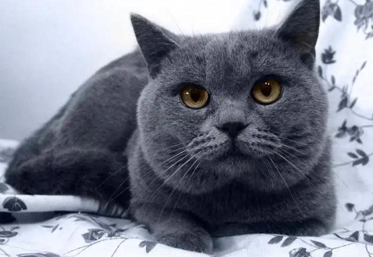 怎样选一支好的英短猫,英短蓝猫母猫怎么才能长胖发腮