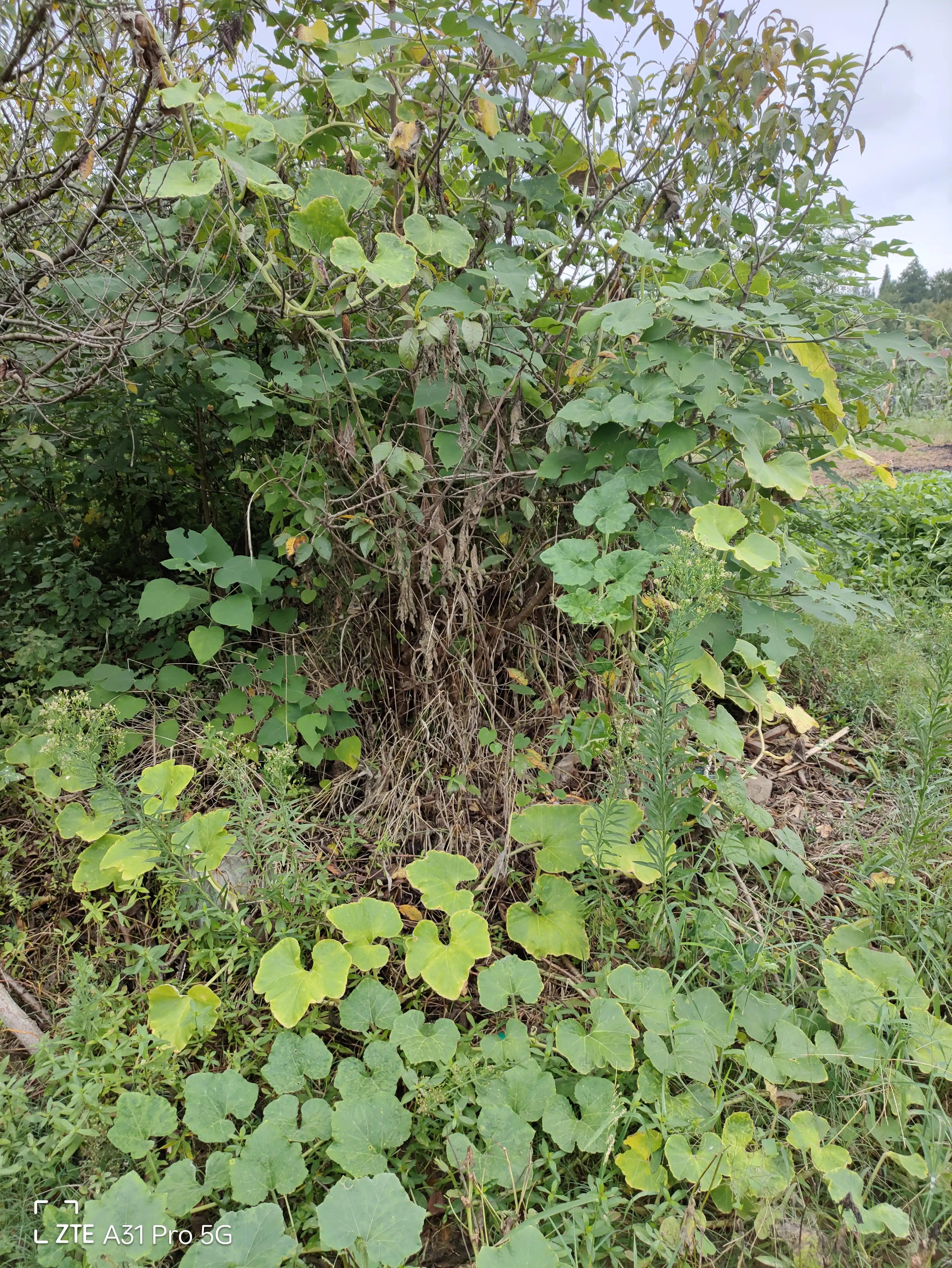 落花生的原名,落花生是什么意思