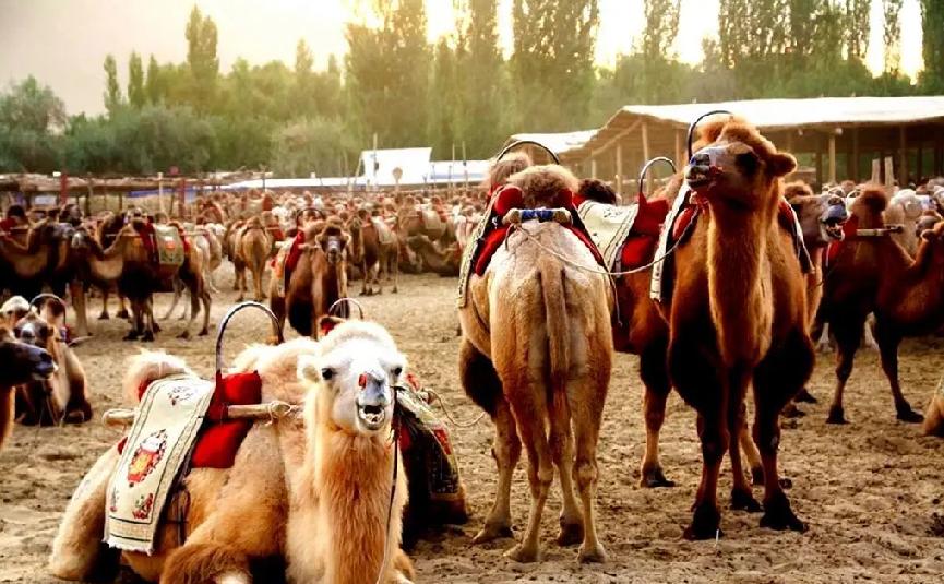 中老年喝什么牛奶最好补钙,老年人补钙别光吃钙片这三样东西