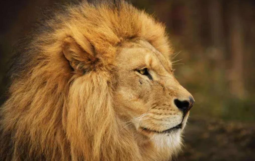 狮子老虎大熊猫,老虎为什么不吃大熊猫呢