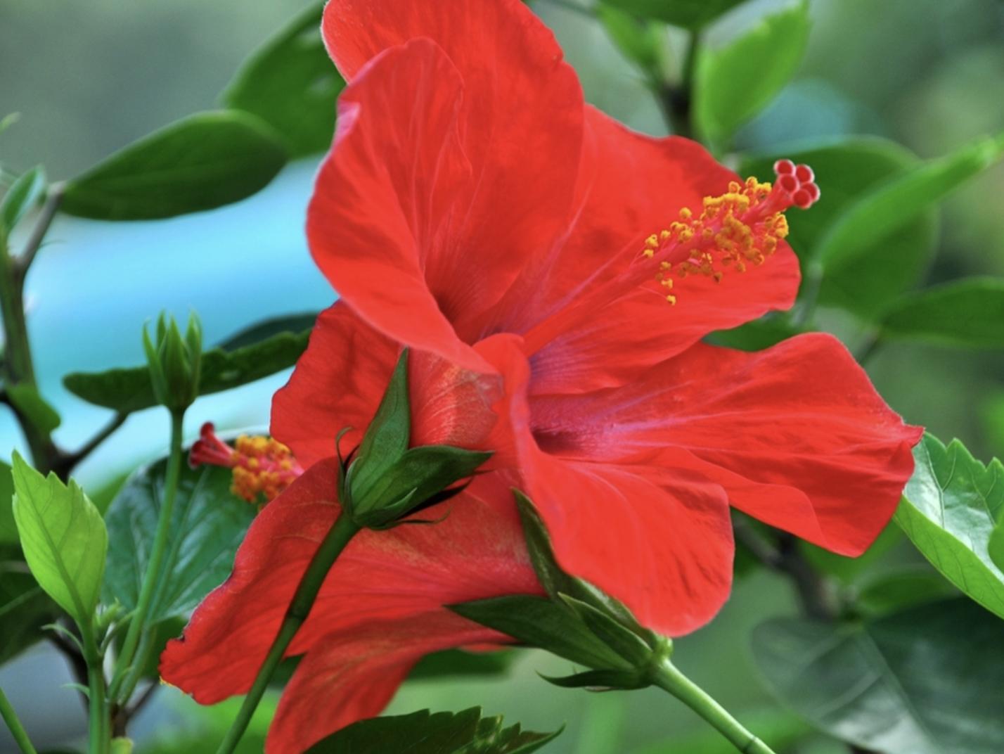 好男不娶红扶桑啥意思,好男不娶红扶桑是啥意思