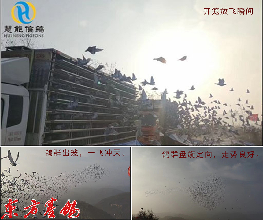 21年惠能秋棚决赛获奖鸽照片,慧能信鸽秋棚直播