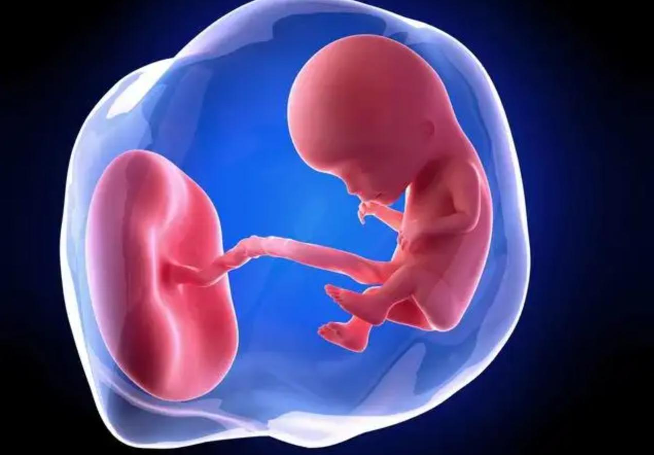 动物的生殖系统和人不一样么,动物的生殖系统跟人一样吗