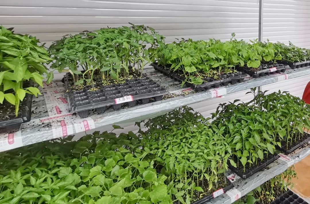 TA每天在货运车上10多个小时，只为保障村民的“小菜园”