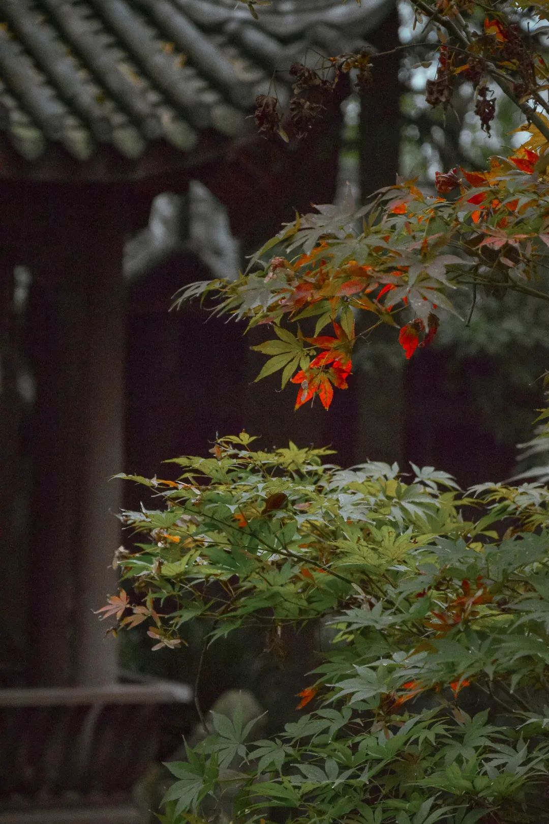 今日秋分丨秋实春华，草堂浮生