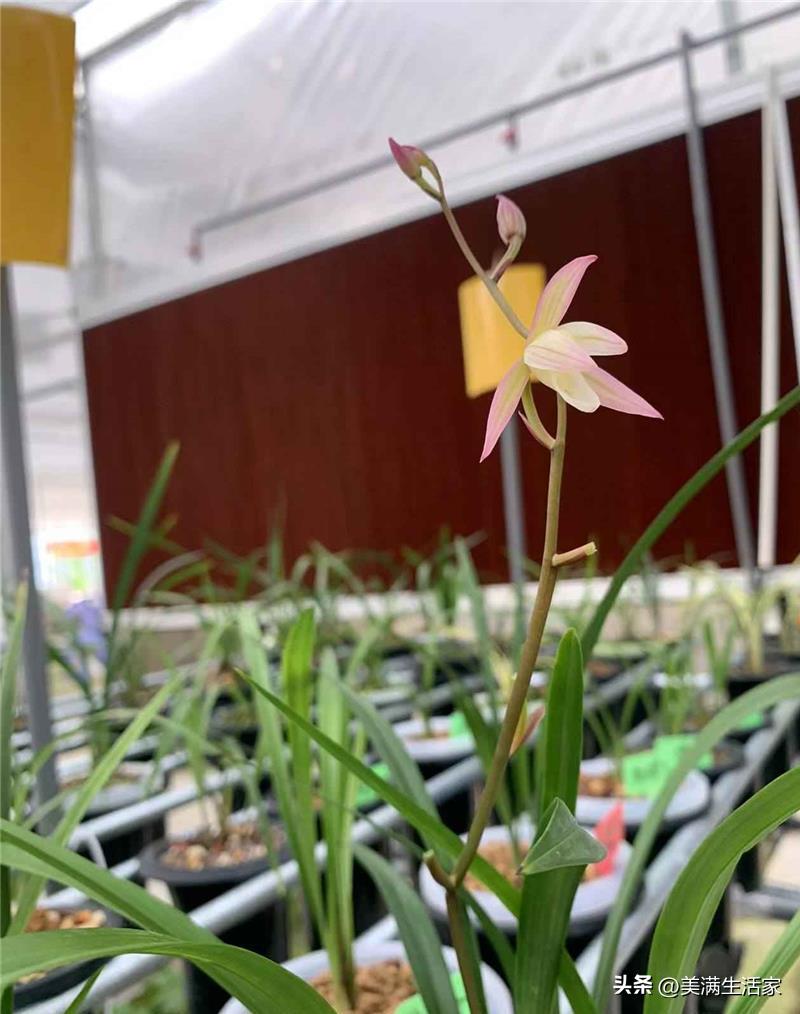 国兰瑰宝！它是建兰“八大金刚”，芳香四溢，比玉石字画都值钱