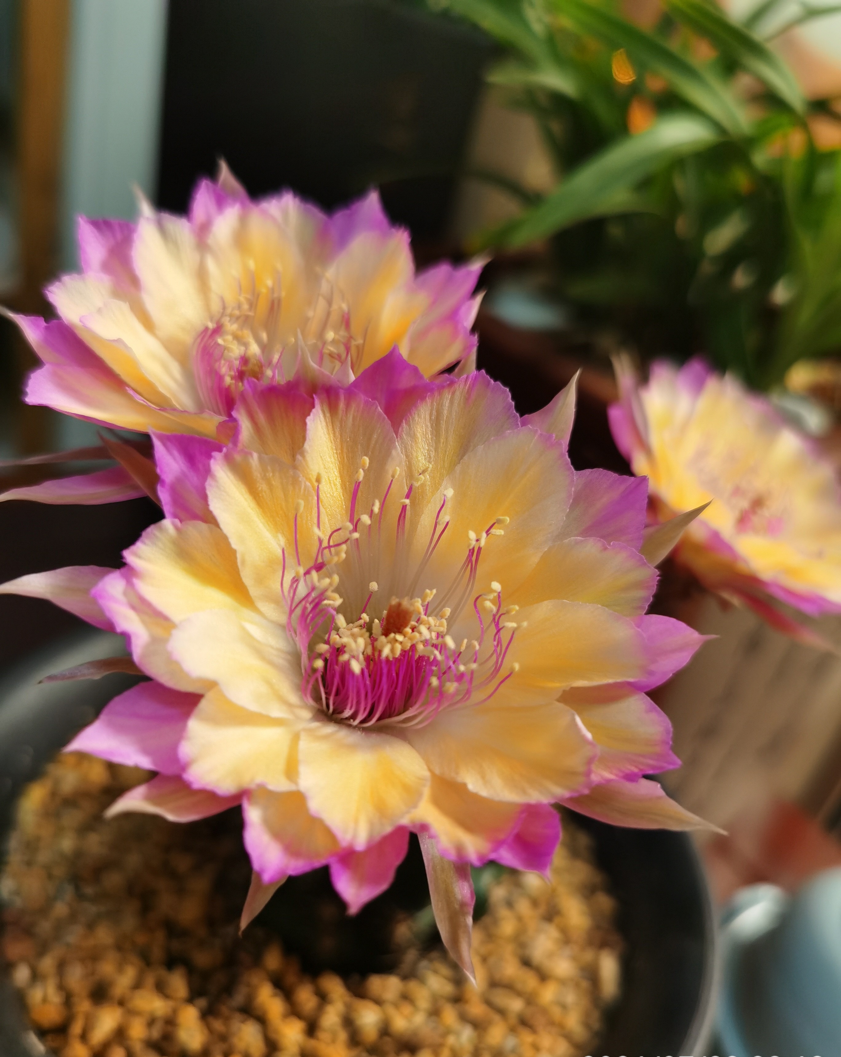 9种很会开花的仙人球，个个颜值高、开花勤奋，养护也简单