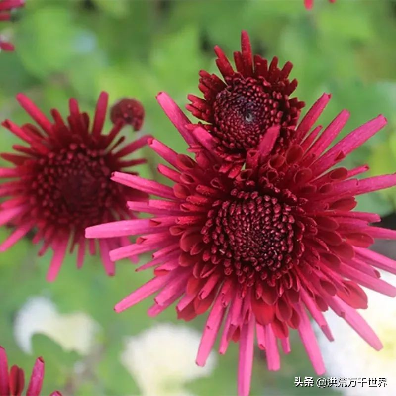 中国十大稀有珍贵菊花品种图片,一年四季开花的菊花有哪些品种