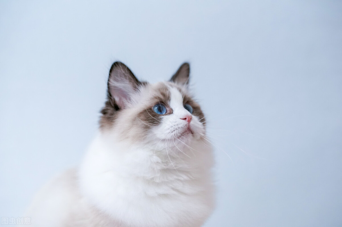 长寿猫咪,猫咪长寿