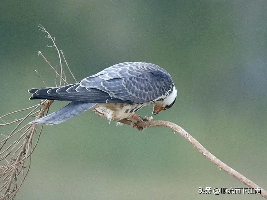 红脚隼叫声,红脚隼