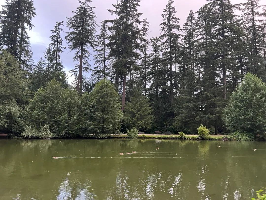 加拿大本拿比中央公园的纪念椅和无法安息的申小雨