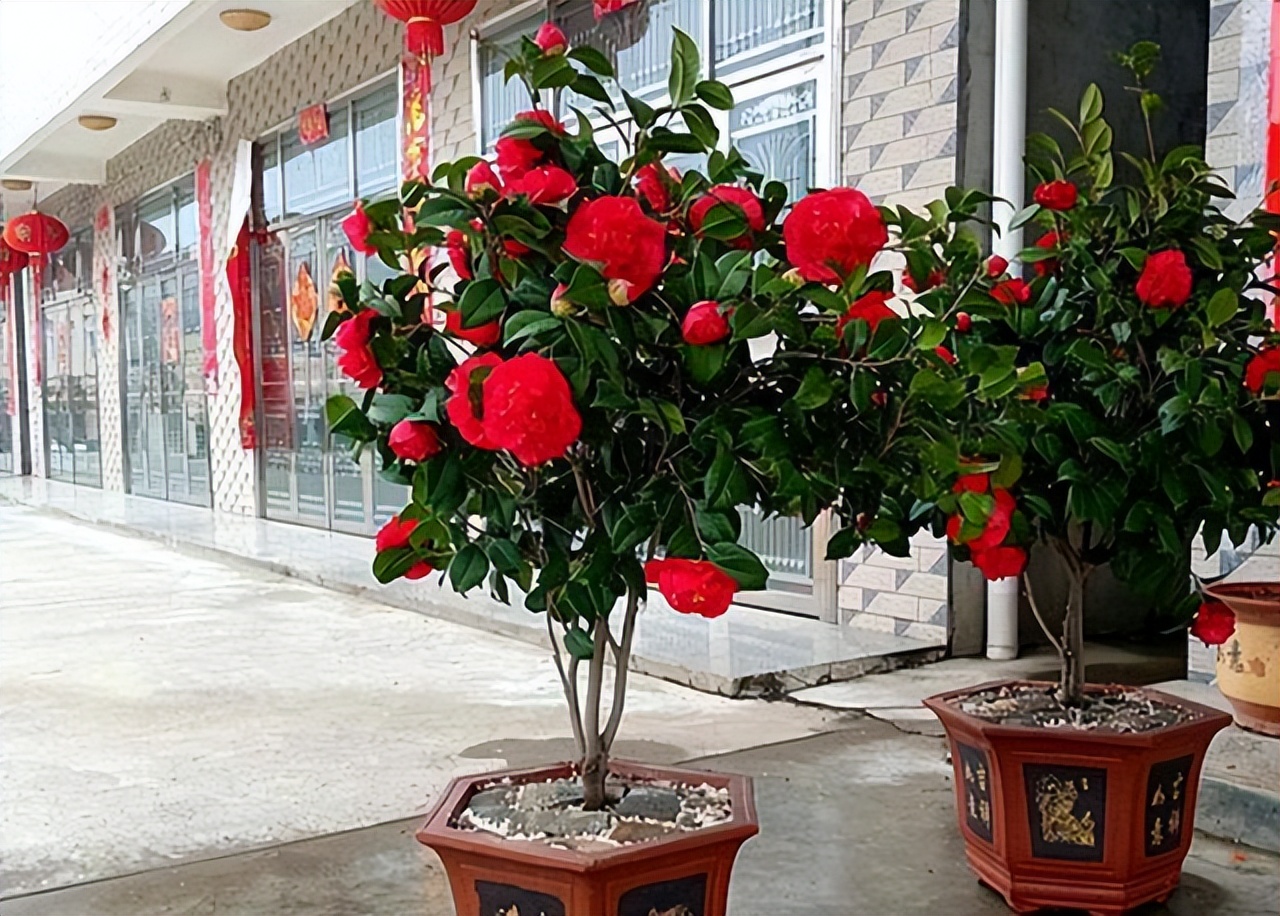 过年家里要养什么花才会好运,什么花适合过年北方养