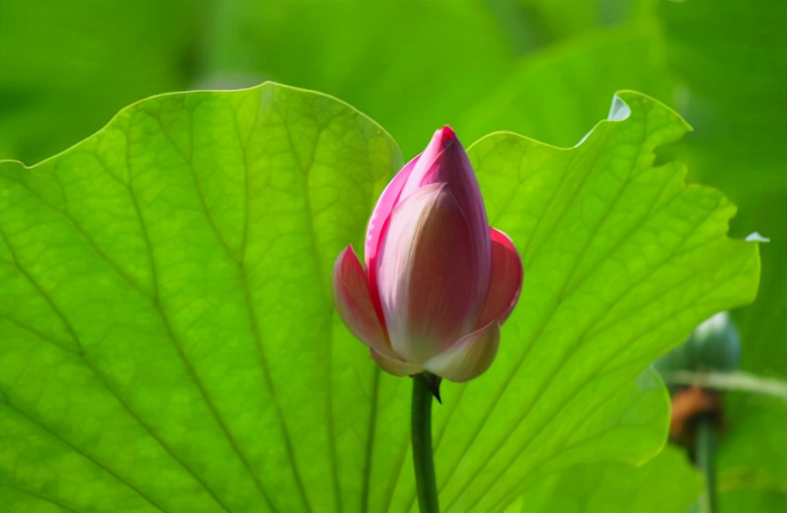 命里有时终须有凡事不要太强求,命里有时终须有做人要学会认命