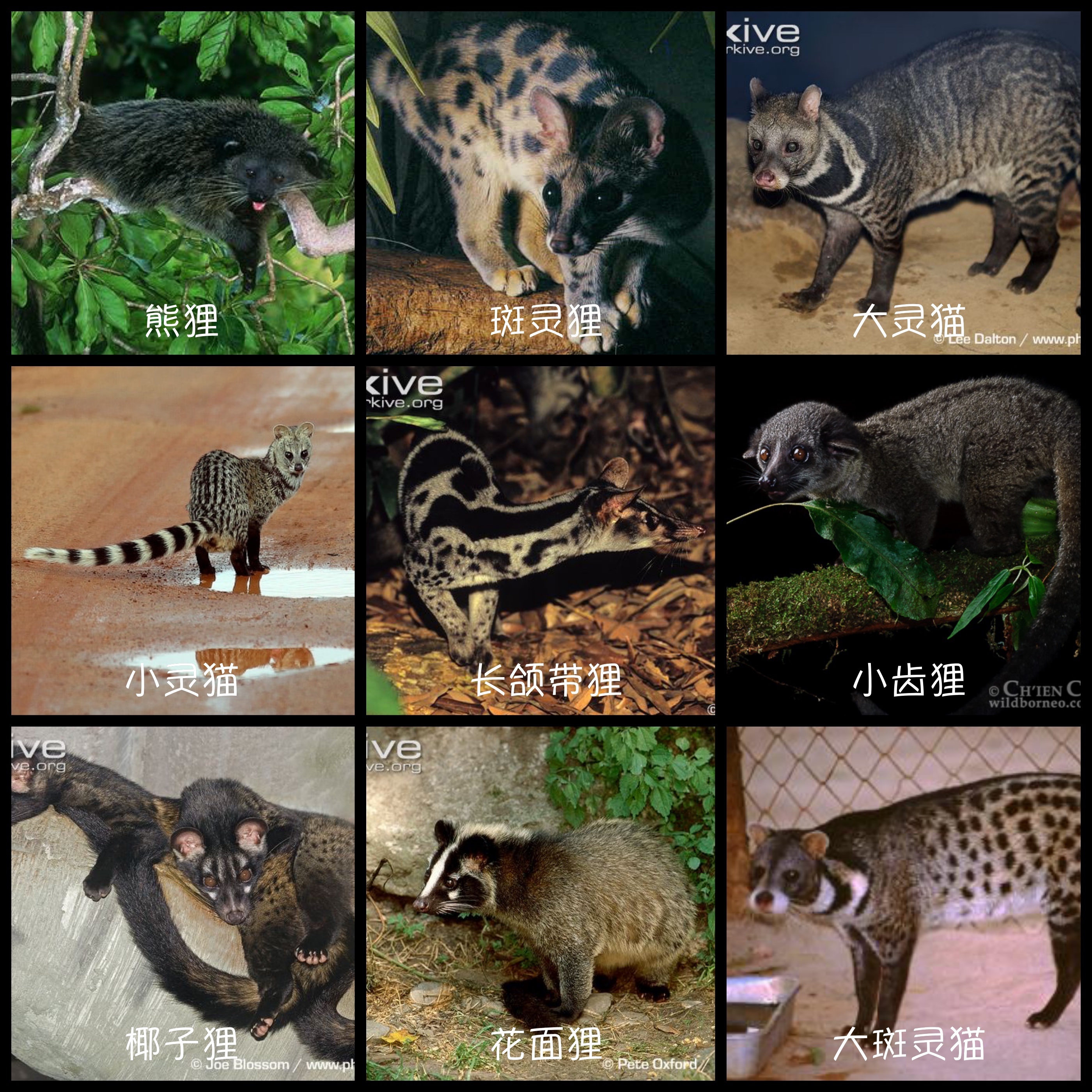 深圳出现“小灵猫”，全身灰黑色斑纹像老鼠，最爱钻进古墓去住？