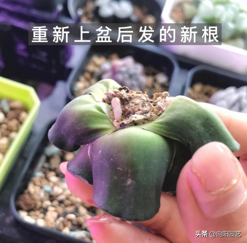 玉露晒黑,玉露不浇水也徒长怎么回事