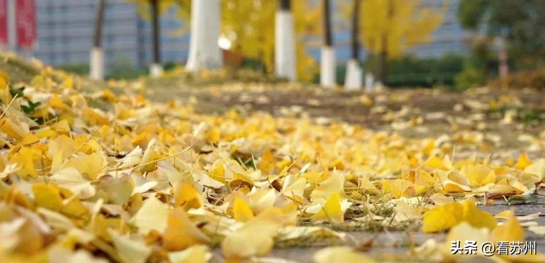 把20亩湿地生态园装进学校里！苏州中学园区校将全新升级