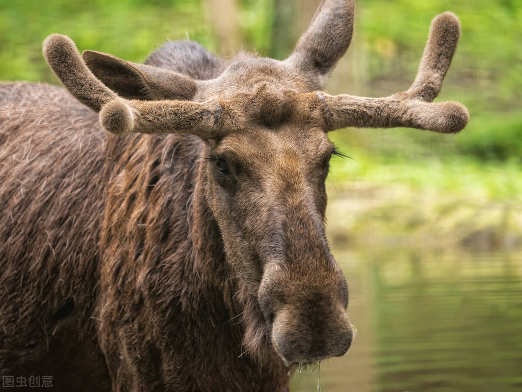 世界各国最稀有的国宝,100个国家国宝动物