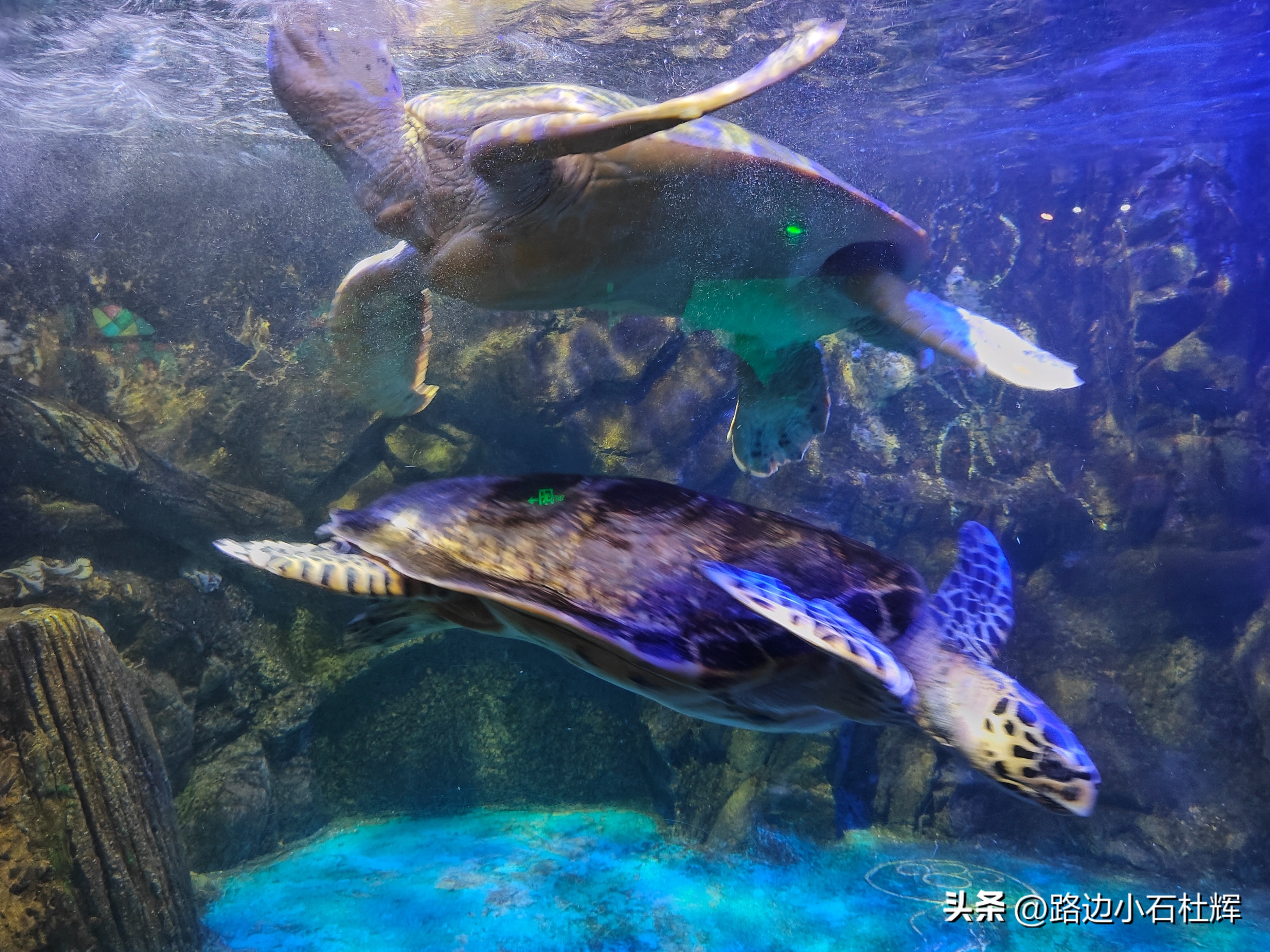 游逛人间,北京海洋馆旅游攻略