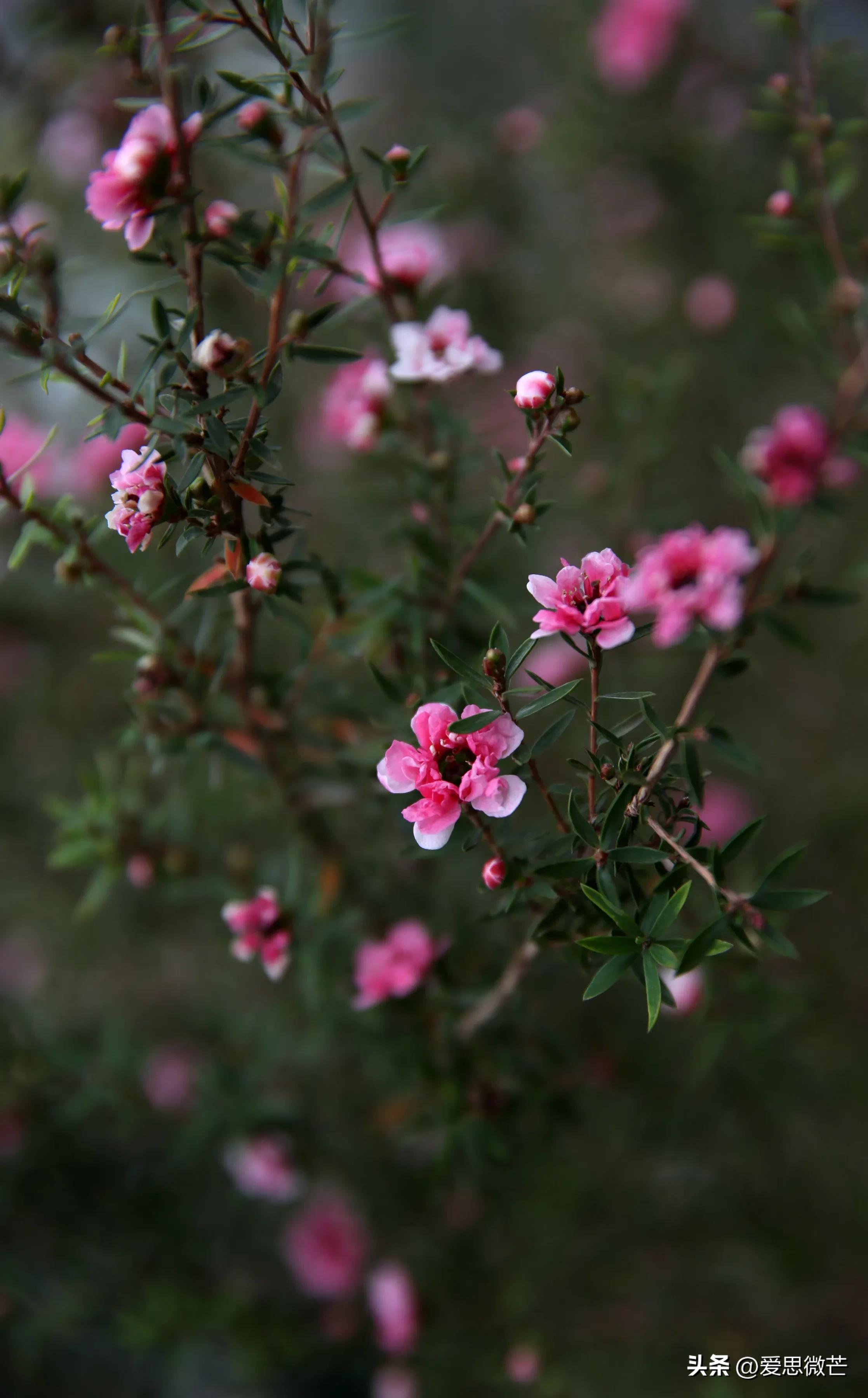 松红梅和梅花的区别,松红梅与松针梅区别