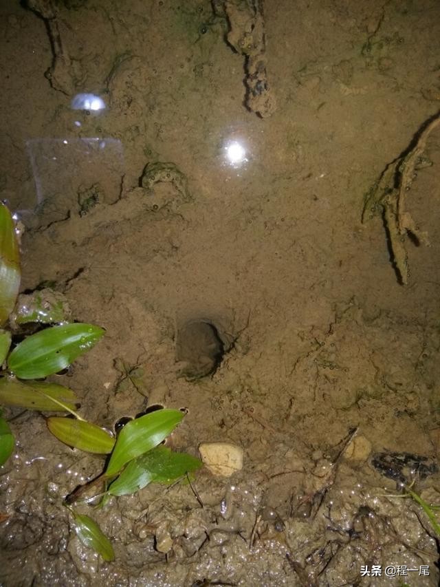 鱼钩怎么钓鳝鱼图解大全,钓鳝鱼用几号钩最佳