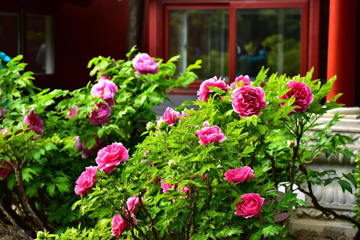 人间最美五月天春季赏樱正当时,5月北京三大赏花公园