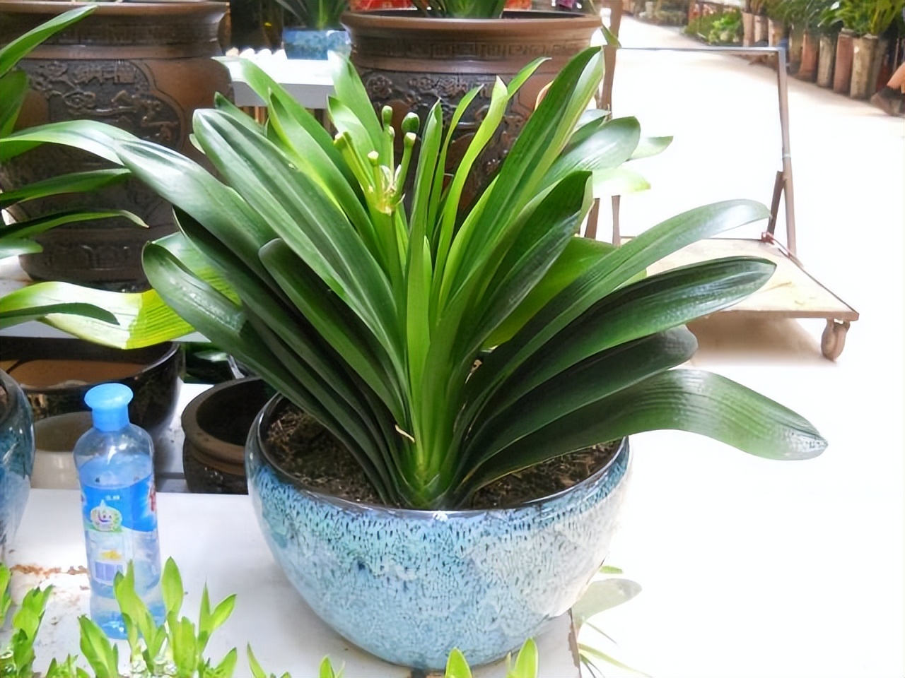 春节不能错过的3种花,逛花市买花需注意什么