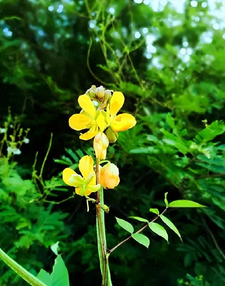 “蛇灭门”到底有多神奇？揭秘老人口中的杀蛇神器！