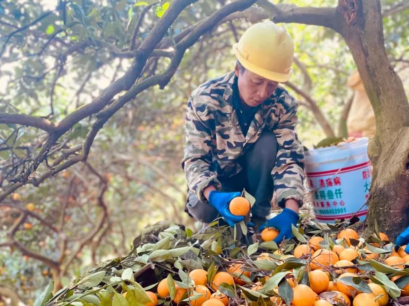 爱媛橙38号果冻橙树苗,爱媛38号果冻橙完整版