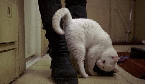 刚来的猫咪太粘人了怎么办,猫咪很黏主人是什么原因